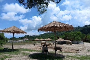 Phuket: Freedom Elephant Reserve – en eterisk naturvandring