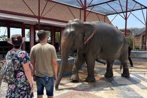 Phuket: Freedom Elephant Reserve – en eterisk naturvandring
