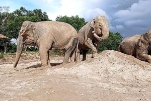 Phuket: Freedom Elephant Reserve – en eterisk naturvandring