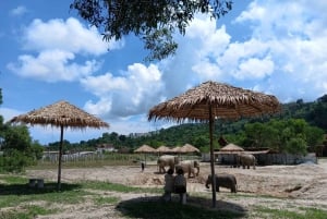 Phuket: Freedom Elephant Reserve – en eterisk naturvandring