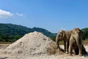 Phuket: Freedom Elephant Reserve – en eterisk naturvandring