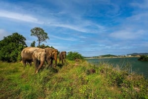 Phuket: Ethical Elephant Nature Park Visit with Lunch