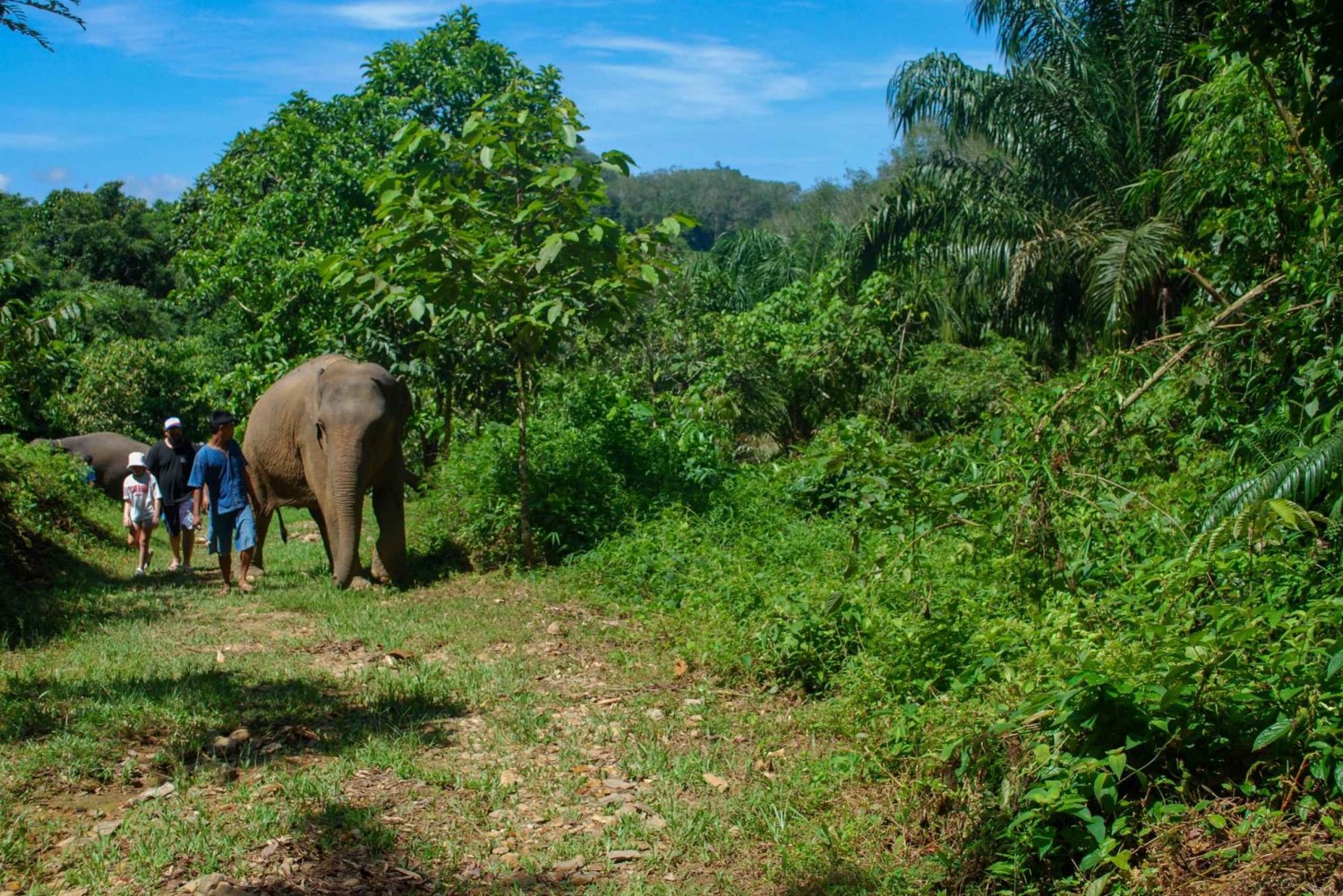 Phuket: Upplevelse av etisk elefantreservoar