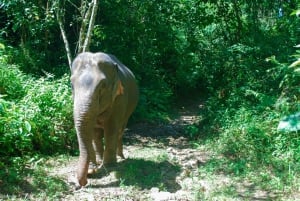 Phuket: ethische olifantenopvangervaring