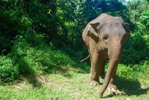 Phuket: Etisk oplevelse i elefantreservatet