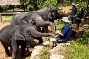 Phuket: Etyczne doświadczenie w sanktuarium słoni