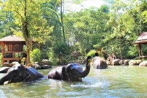 Phuket: Etyczne doświadczenie w sanktuarium słoni