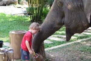 Phuket: Etyczne doświadczenie w sanktuarium słoni