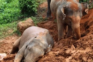 Phuket: Etyczne doświadczenie w sanktuarium słoni