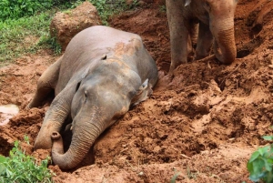 푸켓 윤리적인 코끼리 보호구역 체험