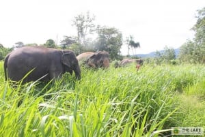 Phuket: Ethical Elephant Sanctuary small group with Lunch