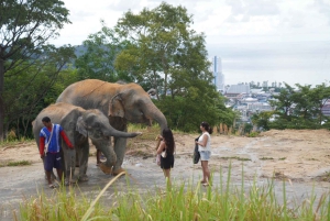 Phuket: Etisk elefant, zipline och djungel-ATV – premiumkombination