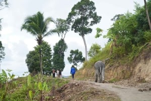 Phuket: Etisk elefant, zipline och djungel-ATV – premiumkombination