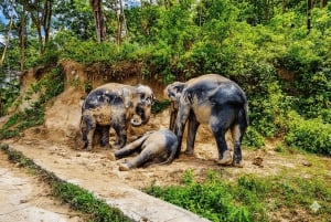 Phuket: Ethischer Elefant, Seilrutsche & Dschungel-ATV Premium-Kombination