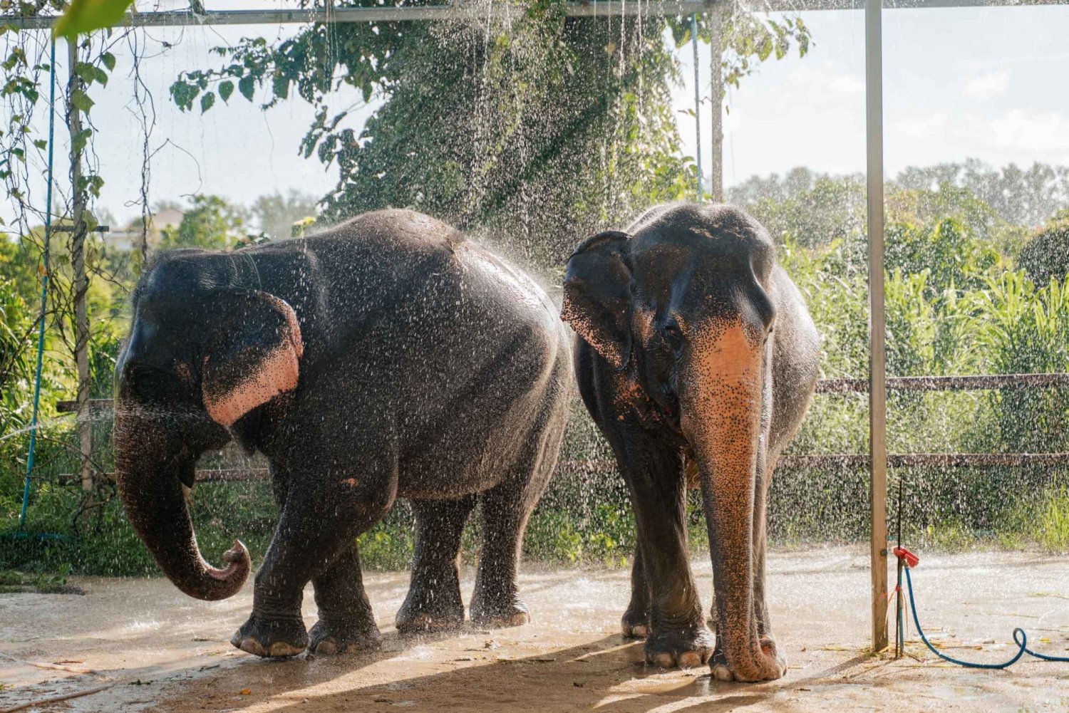 Phuket: excursão ecológica ao santuário de cuidados com elefantes de Phuket