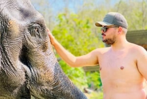 Phuket: Elefanten füttern bei Phuket Elephant Care