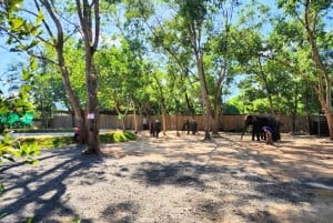 Phuket: Alimentar a los elefantes en Phuket Elephant Care