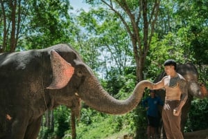 Phuket: Phuket Elephant Care -norsujen ruokkiminen.
