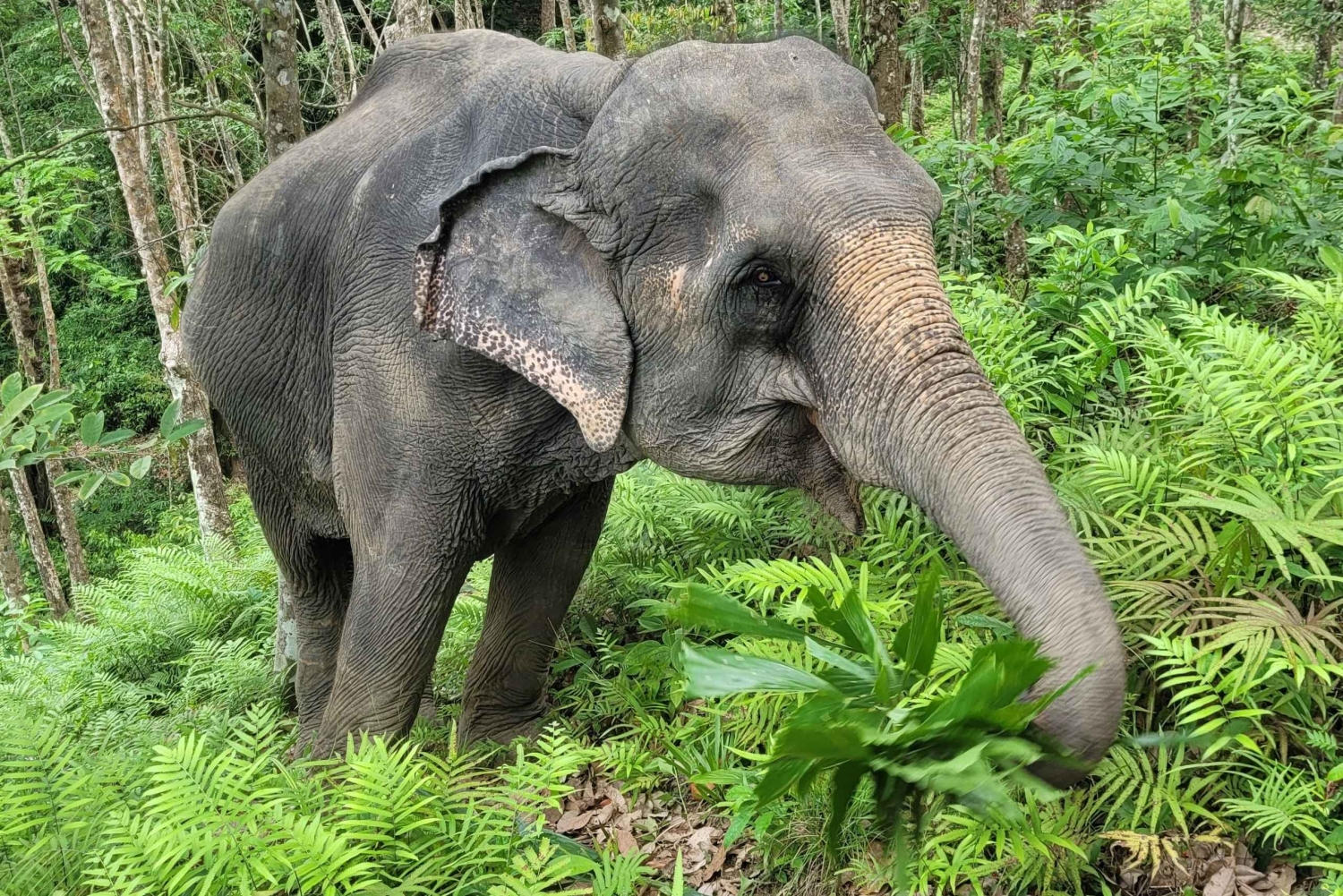 プーケット：プーケット エレファント ケアでの 1 日エレファント エクスプローラー