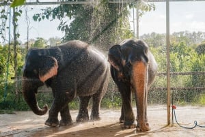 Phuket: Full-Day Elephant Explorer at Phuket Elephant Care
