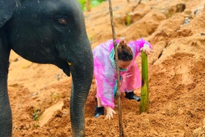 Phuket: Explorador de elefantes de día completo en Phuket Elephant Care