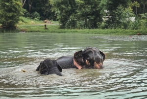 プーケット：プーケット エレファント ケアでの 1 日エレファント エクスプローラー