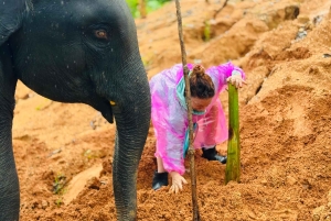 プーケット：プーケット エレファント ケアでの 1 日エレファント エクスプローラー