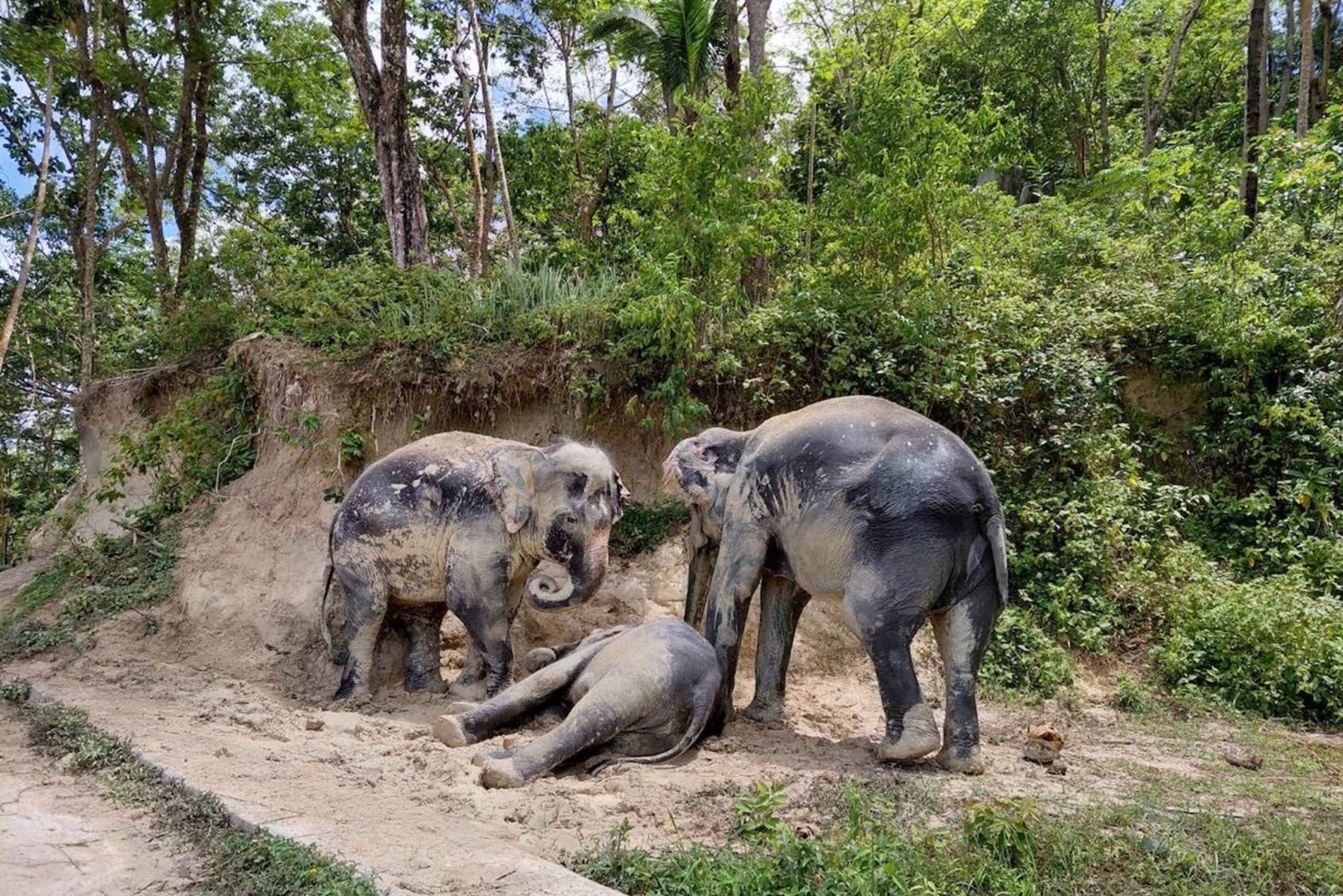 Phuket: Tour guiado ao Santuário de Elefantes de Patong