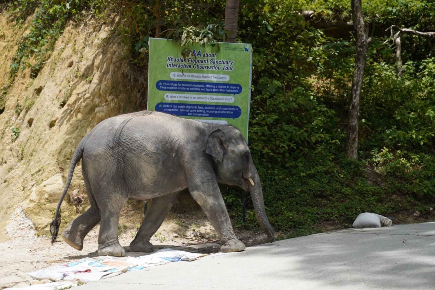 Phuket: Tour guiado ao Santuário de Elefantes de Patong