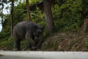 Phuket: Tour guiado ao Santuário de Elefantes de Patong