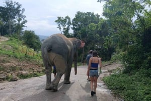 Phuket: tour guidato al santuario degli elefanti con trasferimento dall'hotel