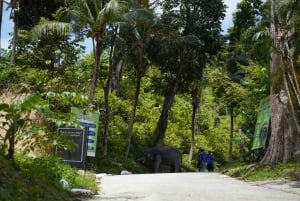 Phuket: tour guidato al santuario degli elefanti con trasferimento dall'hotel