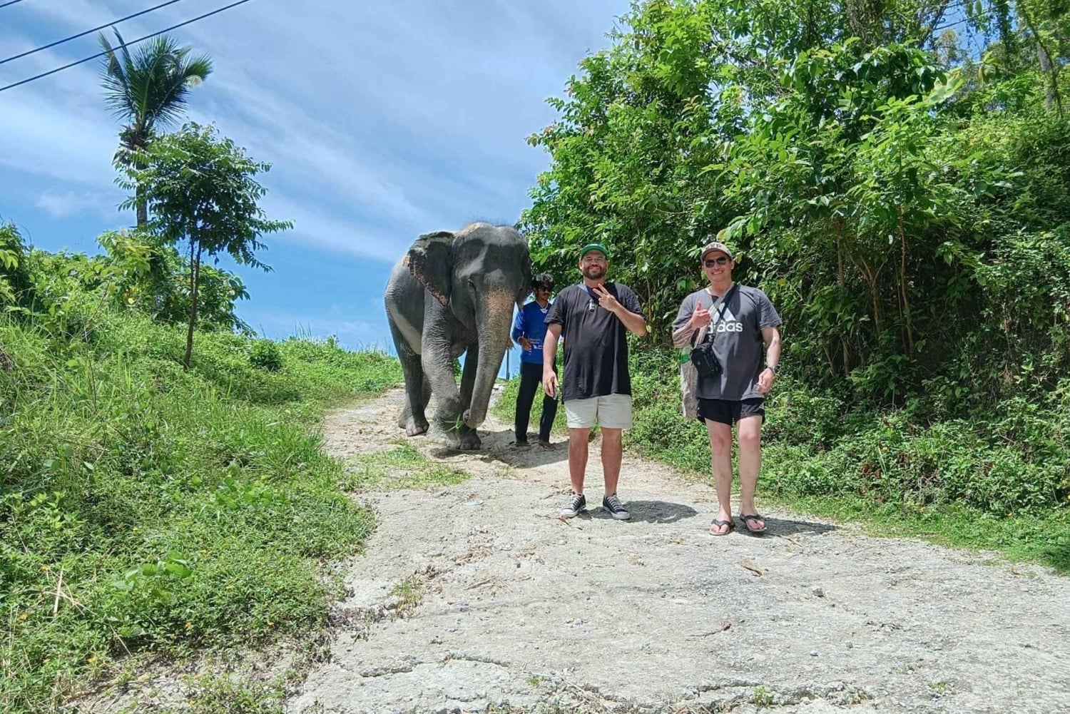 Phuket: Guided Tour to Elephant Sanctuary with Transfer