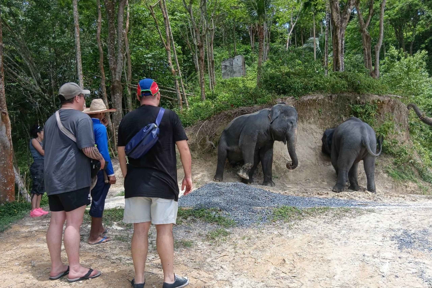 Phuket: Guided Tour to Elephant Sanctuary with Transfer