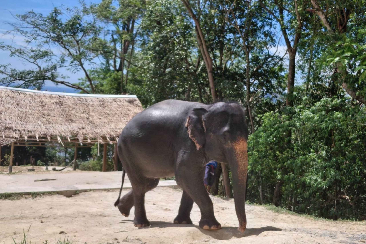 Phuket: Guided Tour to Elephant Sanctuary with Transfer