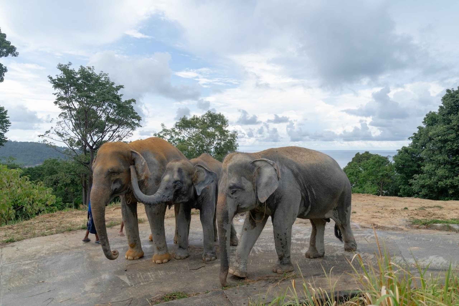 Phuket: Guided Tour to Elephant Sanctuary with Transfer