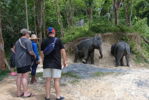 Phuket: Guided Tour to Elephant Sanctuary with Transfer