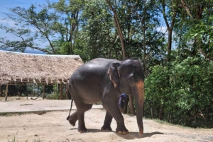 Phuket: Guided Tour to Elephant Sanctuary with Transfer