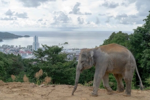 Phuket: Guided Tour to Elephant Sanctuary with Transfer