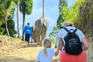 Phuket: Guided Tour to Elephant Sanctuary with Transfer