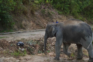 Phuket: guidet tur til elefantsanatorium med transport
