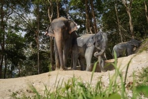 Phuket: guidet tur til elefantsanatorium med transport