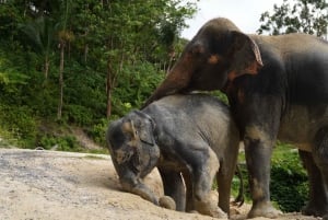 Phuket: guidet tur til elefantsanatorium med transport