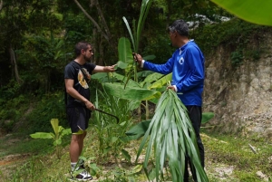 Phuket: visita guiada ao santuário de elefantes com transporte
