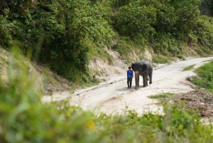 Phuket: visita guiada ao santuário de elefantes com transporte