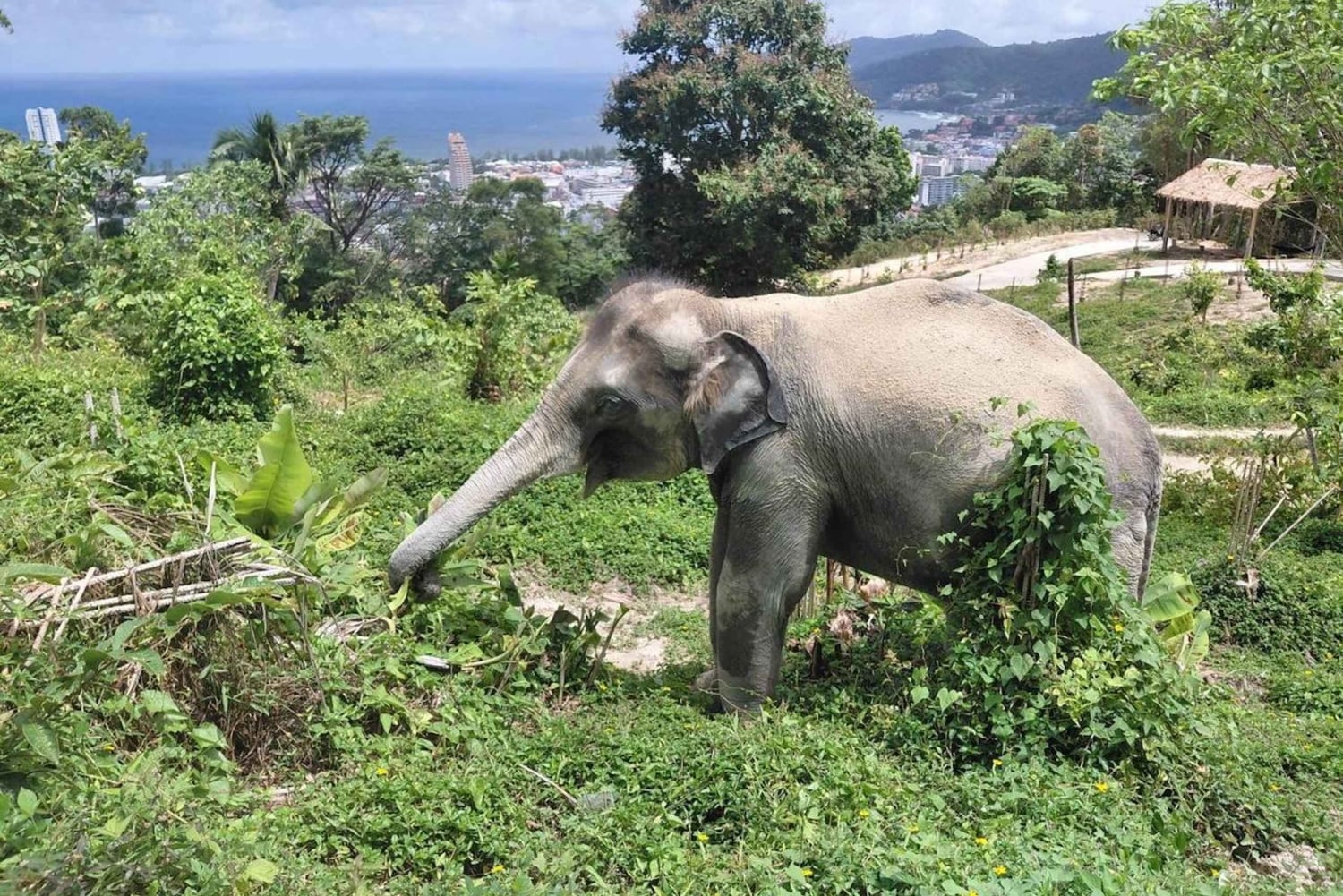 Phuket: Guided Walk Tour to Elephant Sanctuary with Transfer