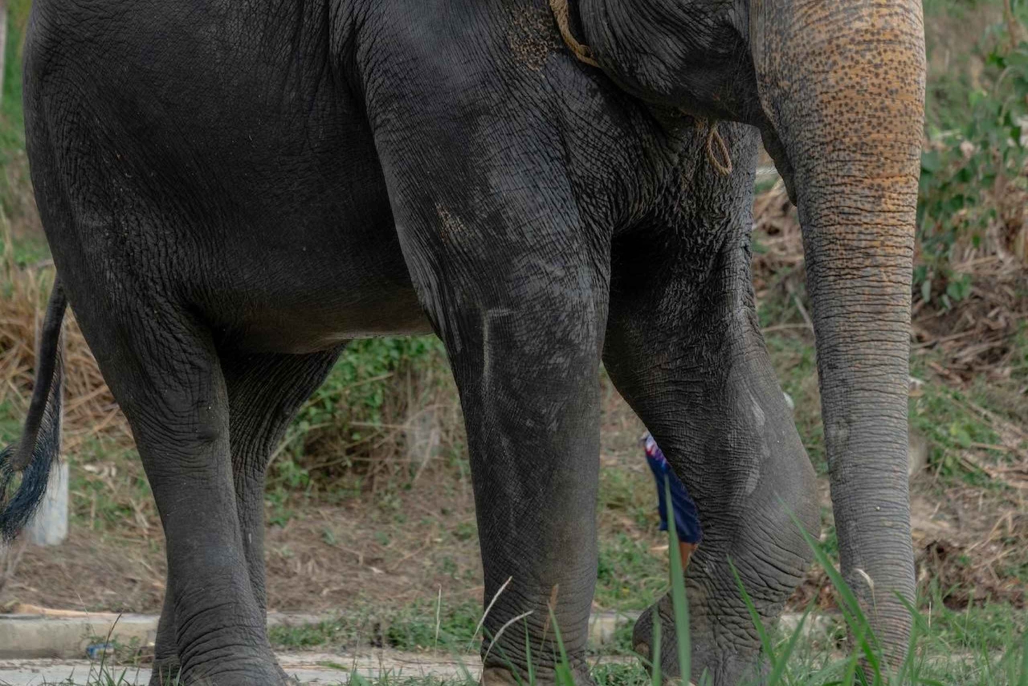 Phuket: Guided Walk Tour to Elephant Sanctuary with Transfer