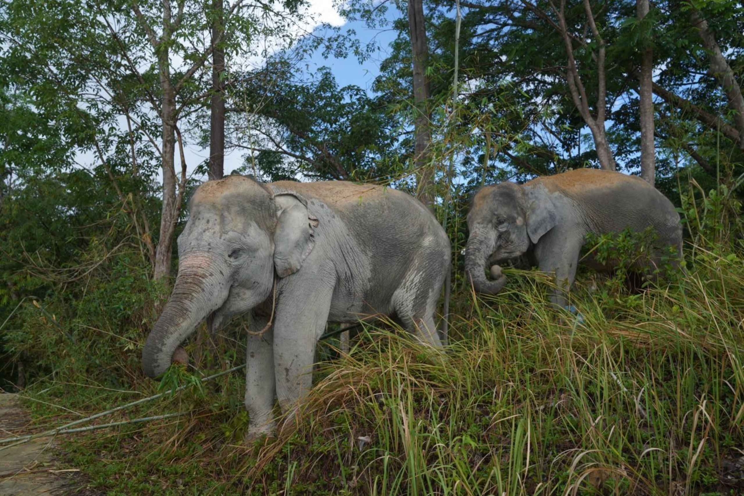 Phuket: Guided Walk Tour to Elephant Sanctuary with Transfer
