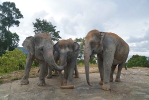 Phuket: Guided Walk Tour to Elephant Sanctuary with Transfer
