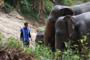 Phuket: Guided Walk Tour to Elephant Sanctuary with Transfer